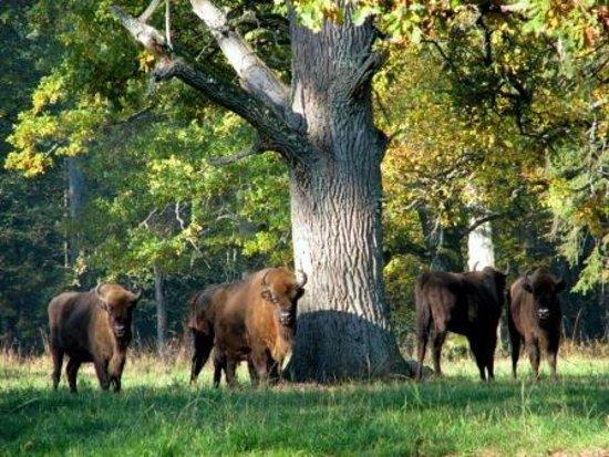 Białowieski Park Narodowy