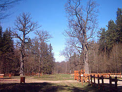 Stara Białowieża